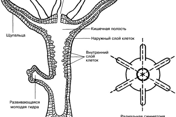 Кракен маркетплейс kr2web in